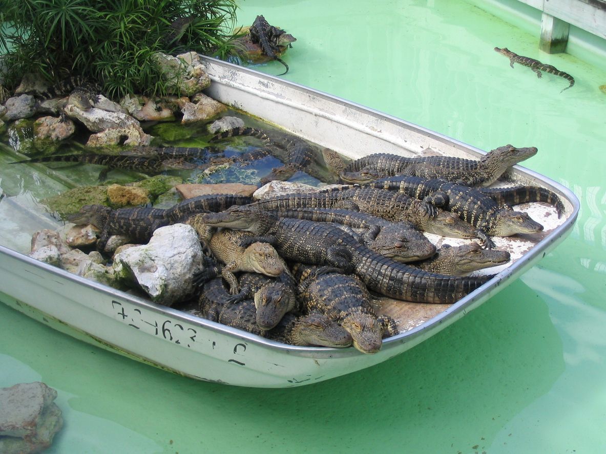 Aligators at Gatorland Orlando, Florida
