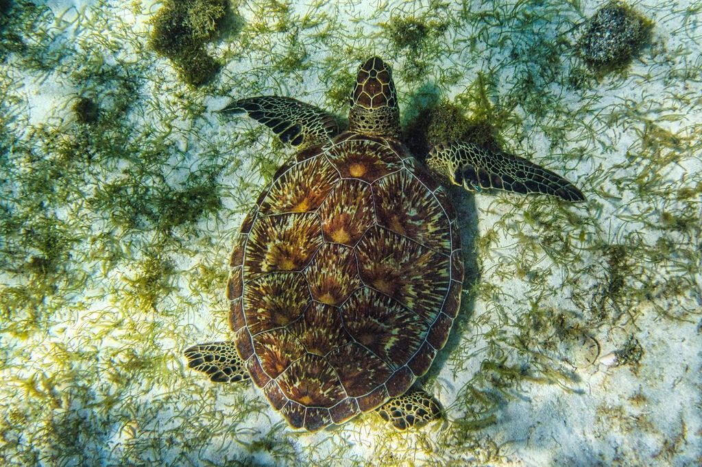 Sea turtle swimming off the coast of Grenada