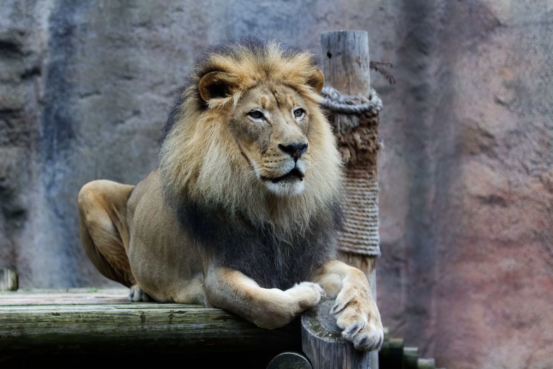 Male lion sitting on wooden platform at Sacramento Zoo, California