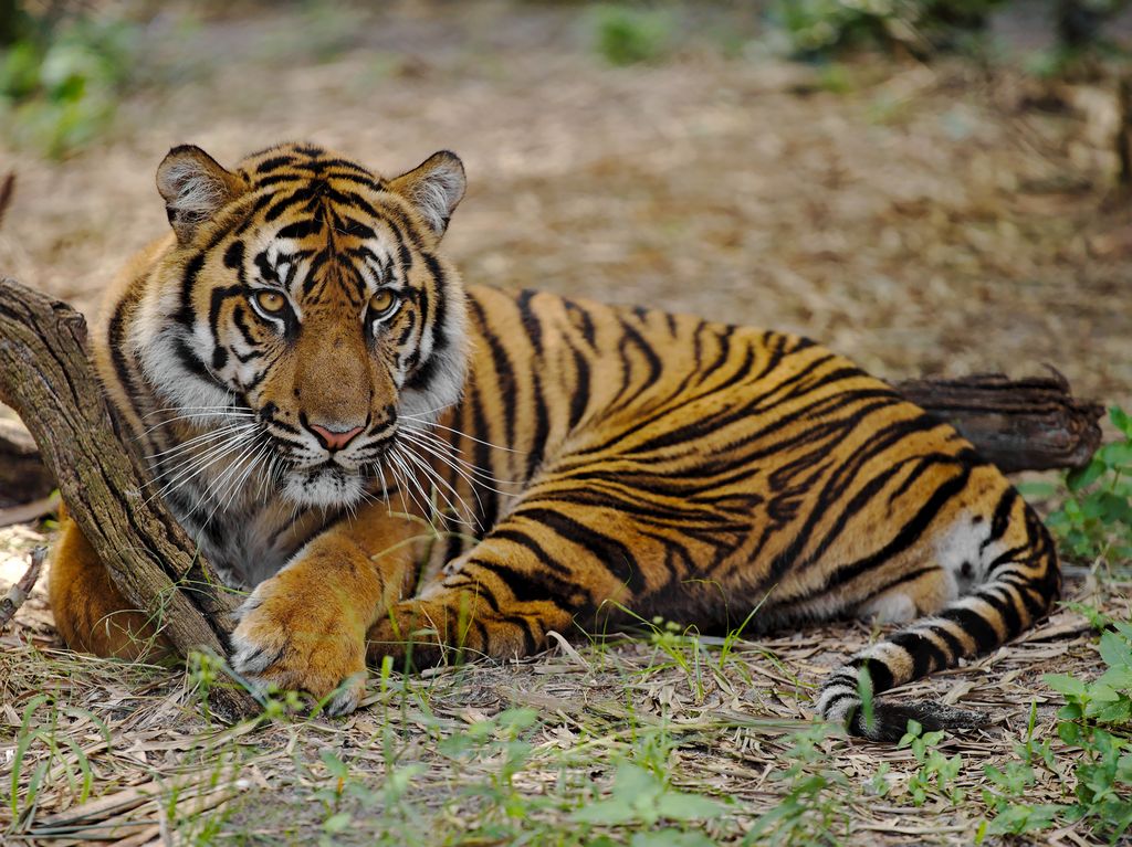 Tiger sitting in the Jacksonville Zoo