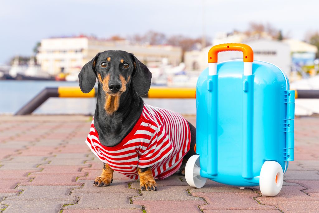 Dachshund in is going on vacation