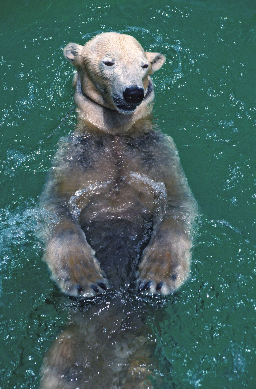A polar bear swims on its back at the Milwaukee Zoo