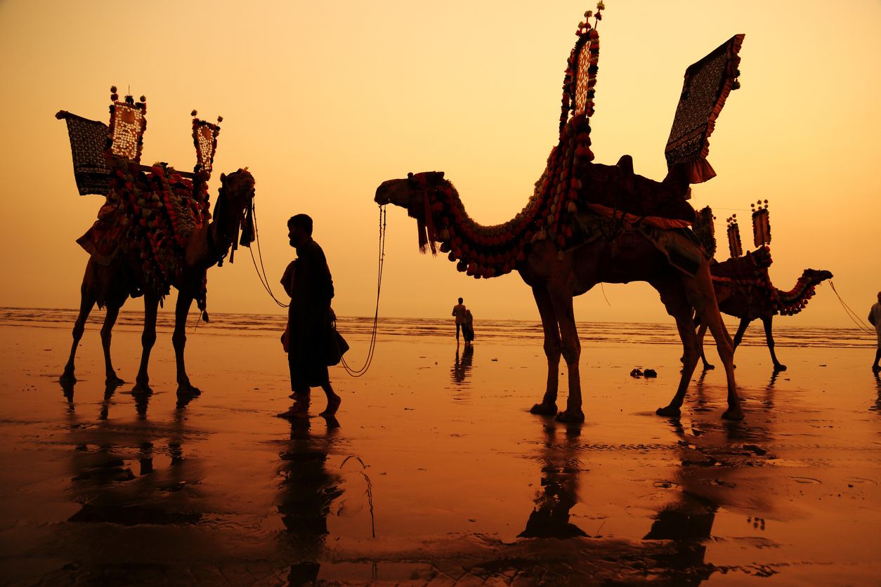 Decorated Camels for Camel rides at Sea View Beach also known as Clifton Beach, Karachi