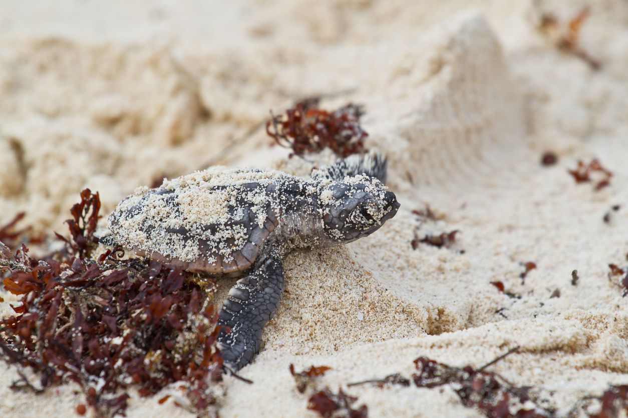 Newly hatched baby sea turtle crawling from its nest towards the sea