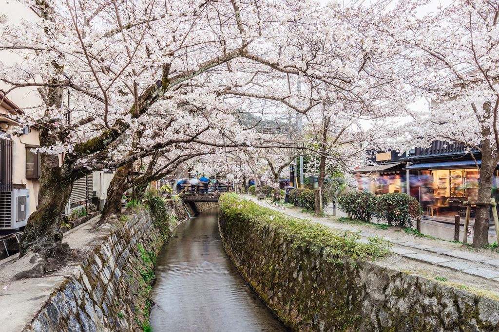 Philosopher's walk in Kyoto during cherry blossoms season