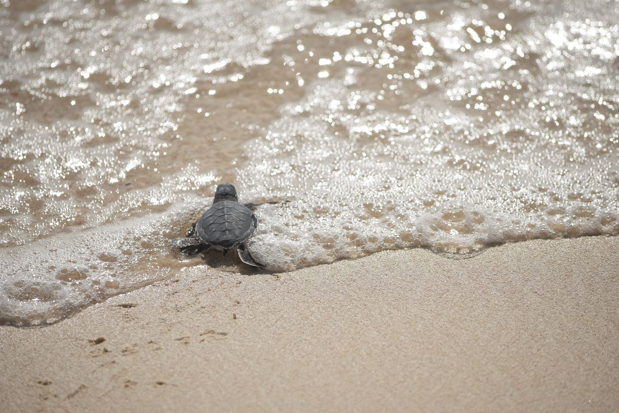 A baby sea turtle heading out to the open ocean in the Gulf of Mexico from the coast of Cozumel, Mexico.
