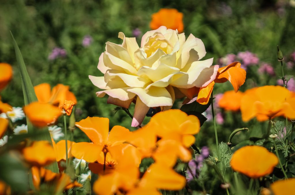 White Rose and Poppies at the South Coast Botanic Garden, Palos Verdes, California.