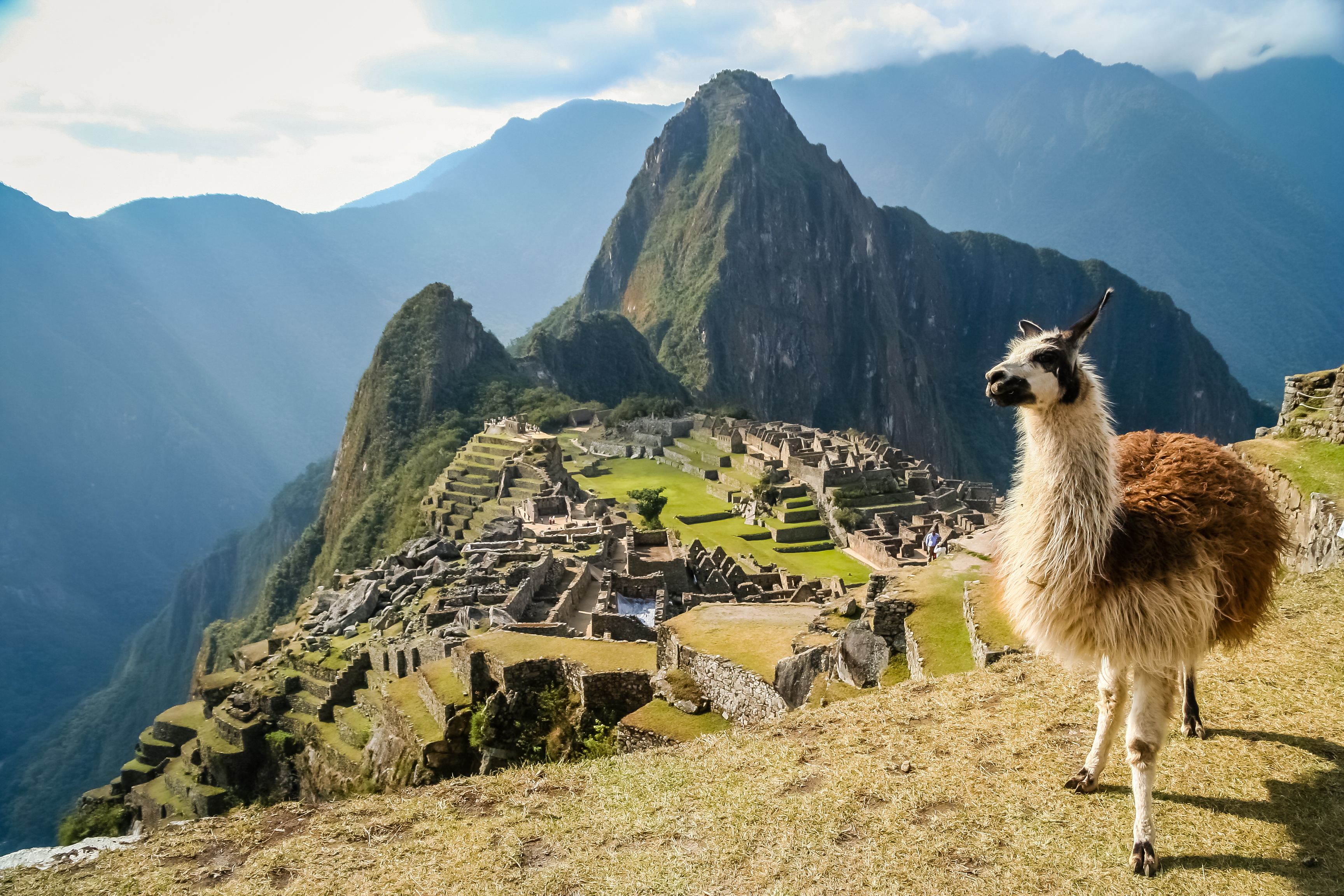Llama in front of ancient Inca town of Machu Picchu, Peru