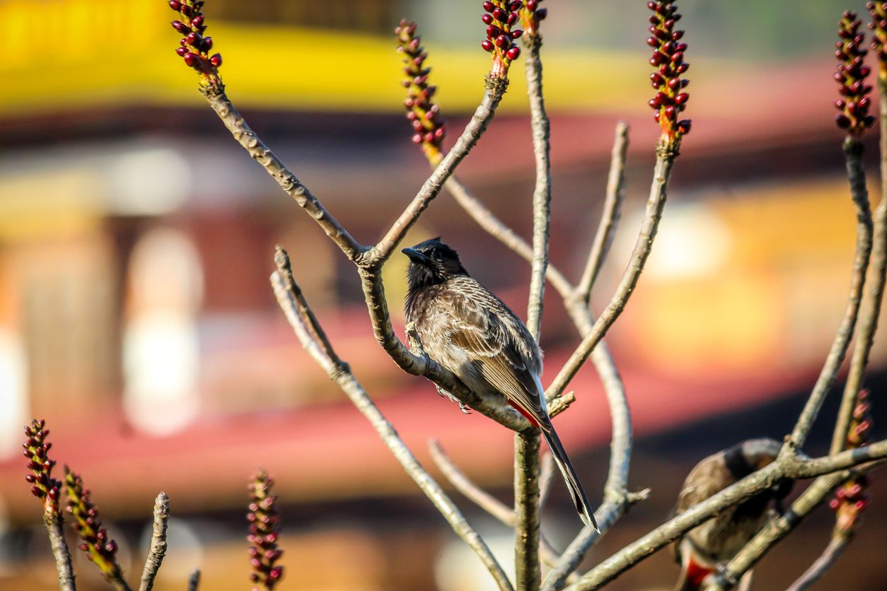 Beautiful bird near Punakha Dzong, Bhutan