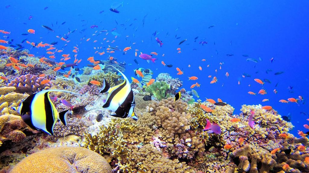 Diving with beautiful fish on coral reef in Fiji