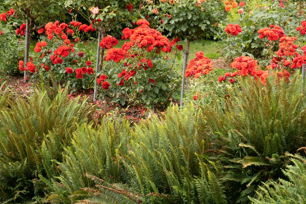 Famous Portland Rose Garden roses in bloom