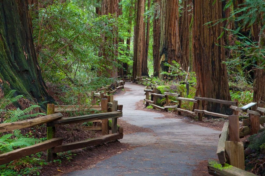 Muir Woods, Redwoods National Park, CA