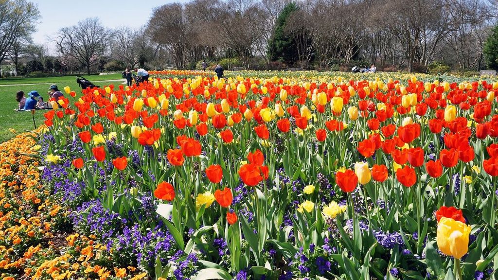 Dallas Arboretum and Botanical Garden, people have a great day in early Spring time.