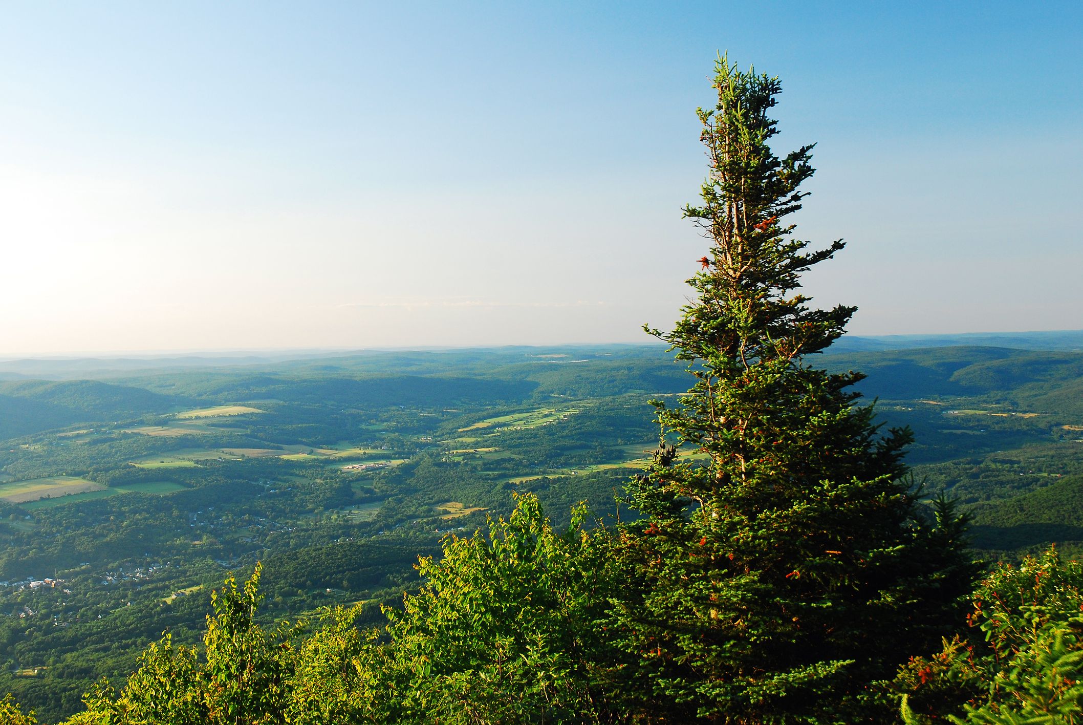 A red spruce tree grows at the summit of Mt Greylock, the highest peak in Massachusetts
