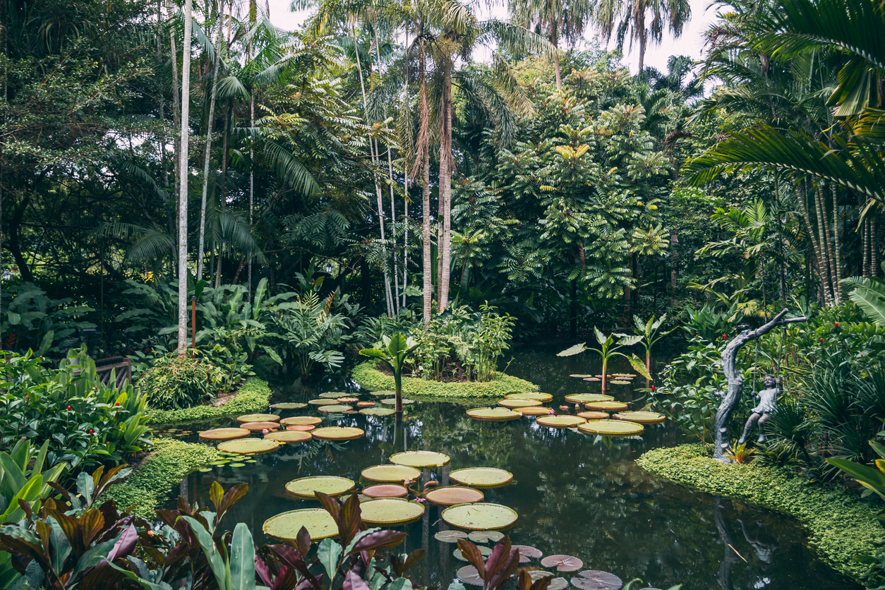 The giant water lily in the botanical garden