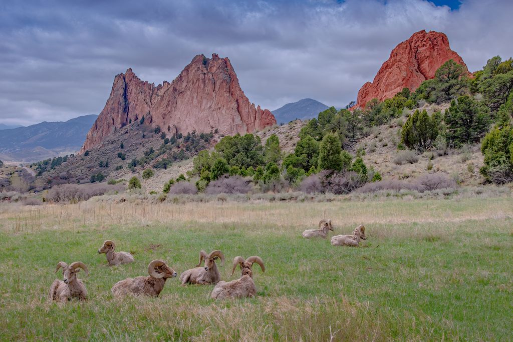 Big Horn rams resting in green meadow Garden of the Gods in Colorado Springs