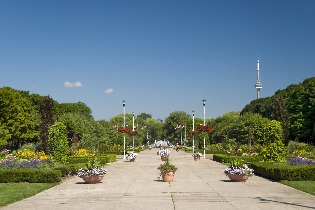 Blooming flowers on Toronto Island Park