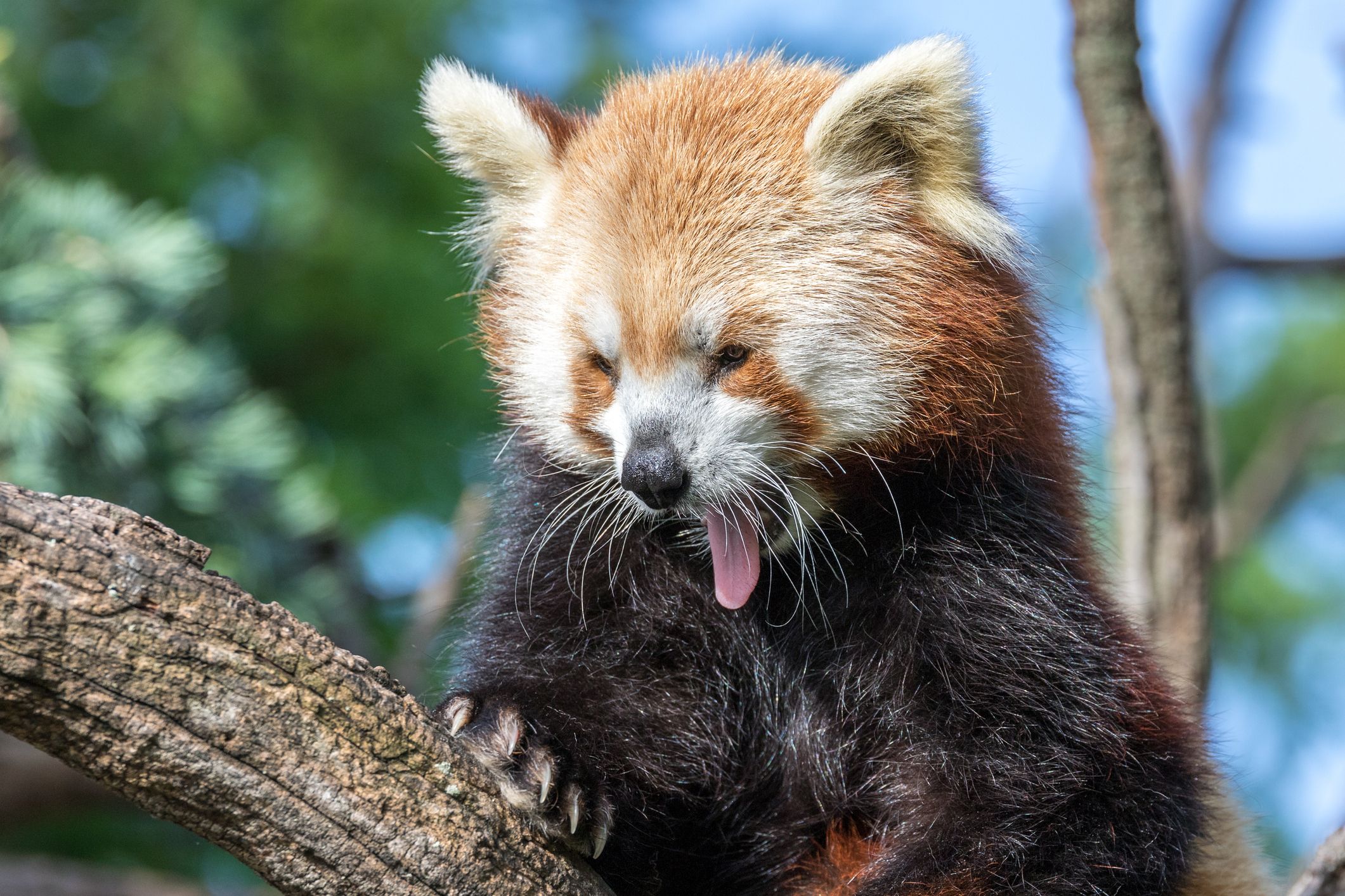 Red Panda in a Tree at Sedgwick County Zoo