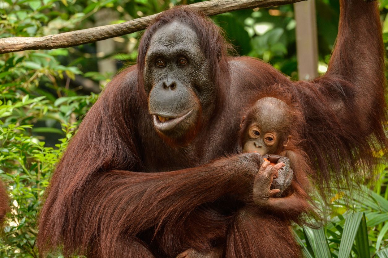 Female Orangutan with a cub at the Singapore Zoo