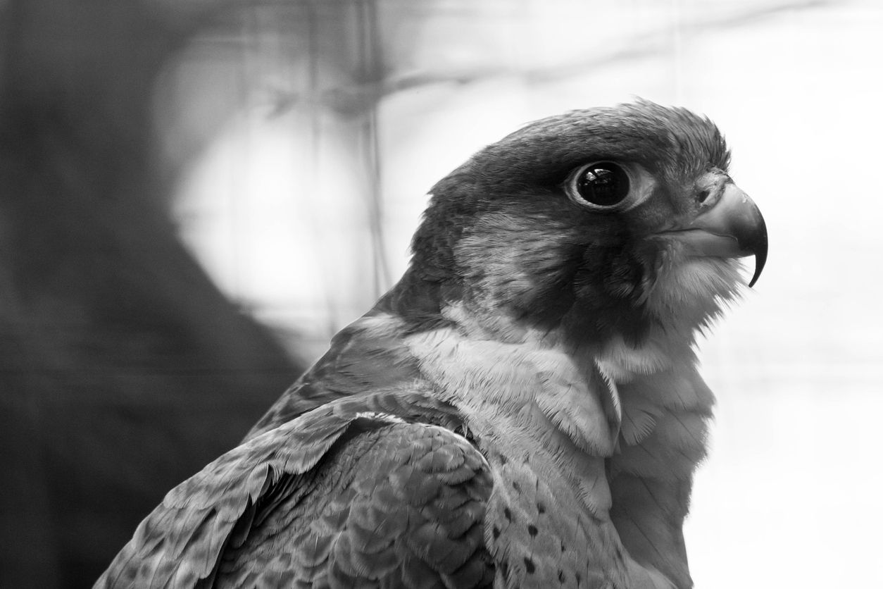Black and white profile of a peregrine falcon. Photographed at Edmonton Valley Zoo