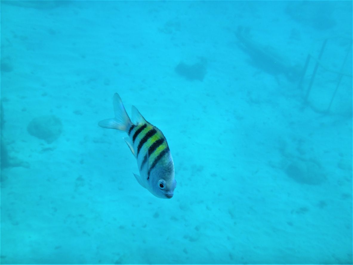 Amazing sculptures on the ocean floor and a tropical fish at Underwater Sculpture Park in Grenada
