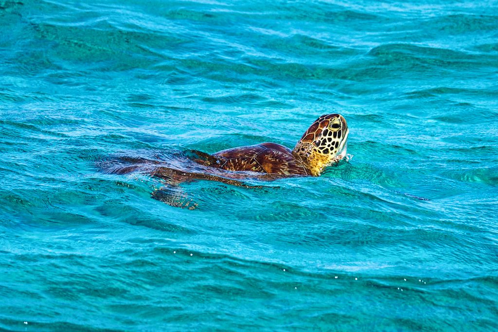 Saint Vincent and the Grenadines, Green Sea Turtle swimming in the Caribbean Sea