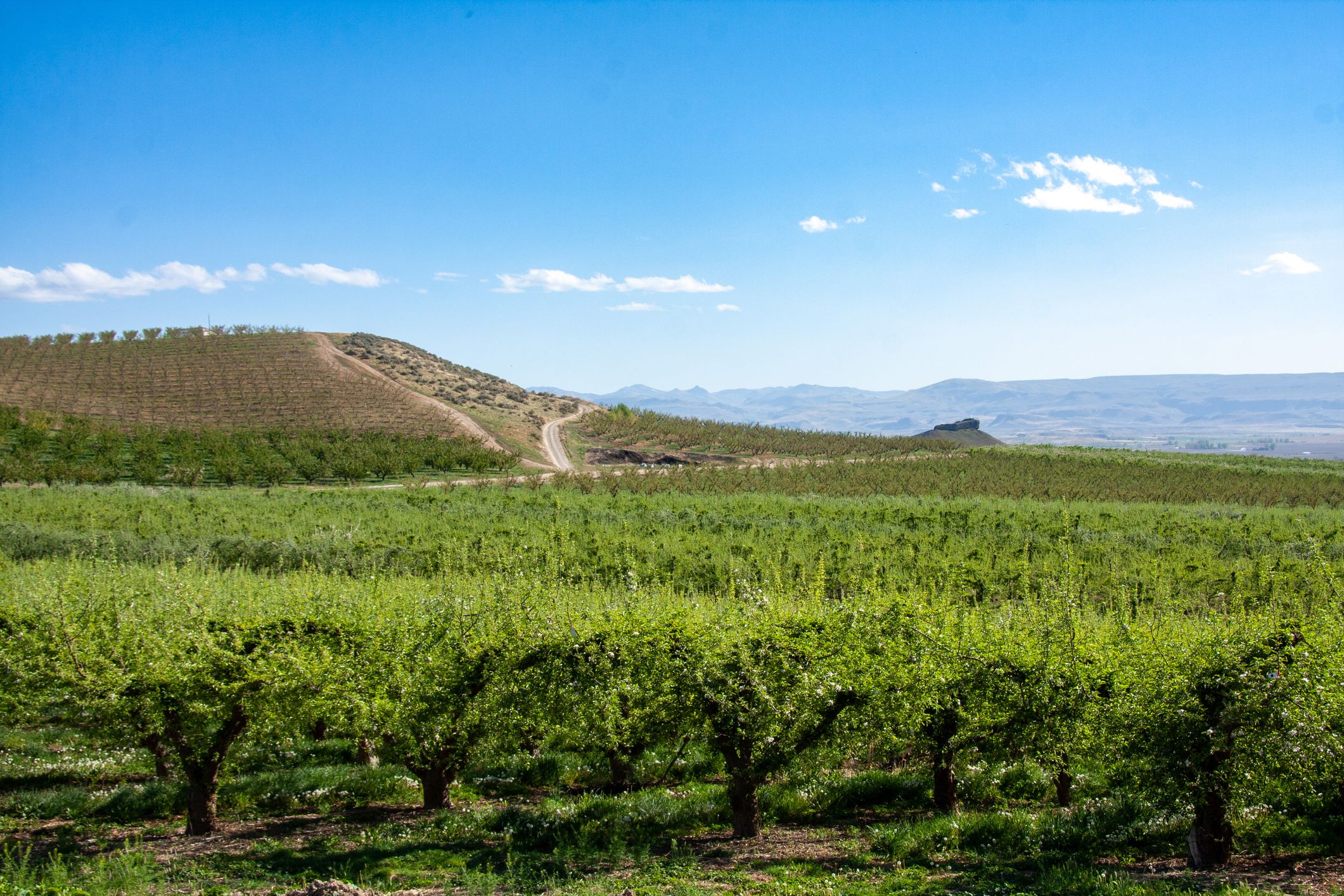 Winery on the Sunny Slope in Canyon County, Idaho