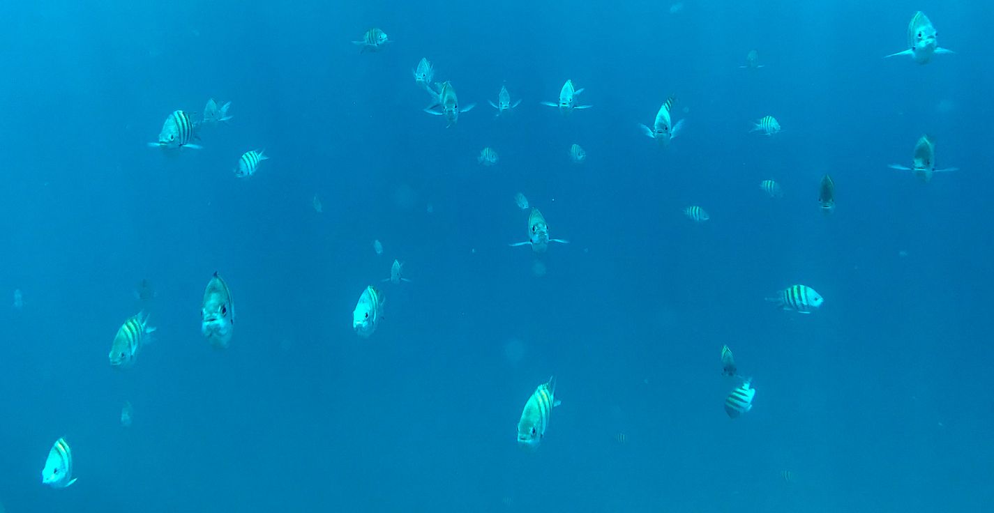 Parrotfish swimming towards camera underwater