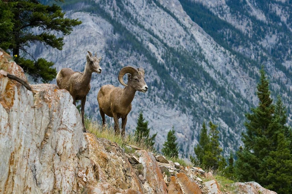 A male and a female bighorn sheep in Banff National Park