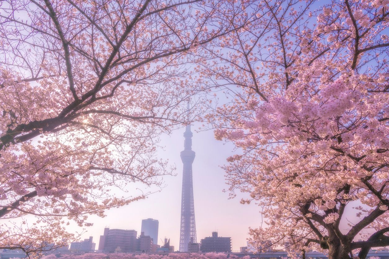 Tokyo skytree tower with sakura cherry blossom
