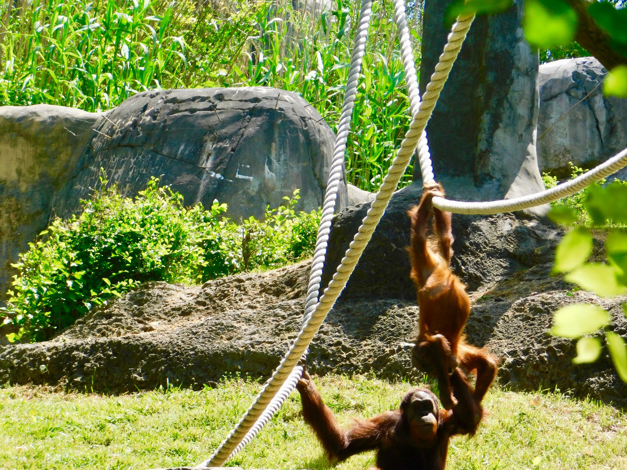 Orangutan family at Zoo Atlanta