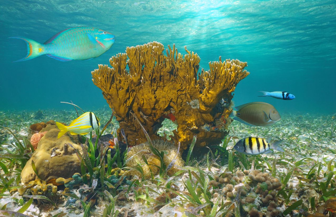 Marine life in the ocean, tropical fish with fire coral underwater