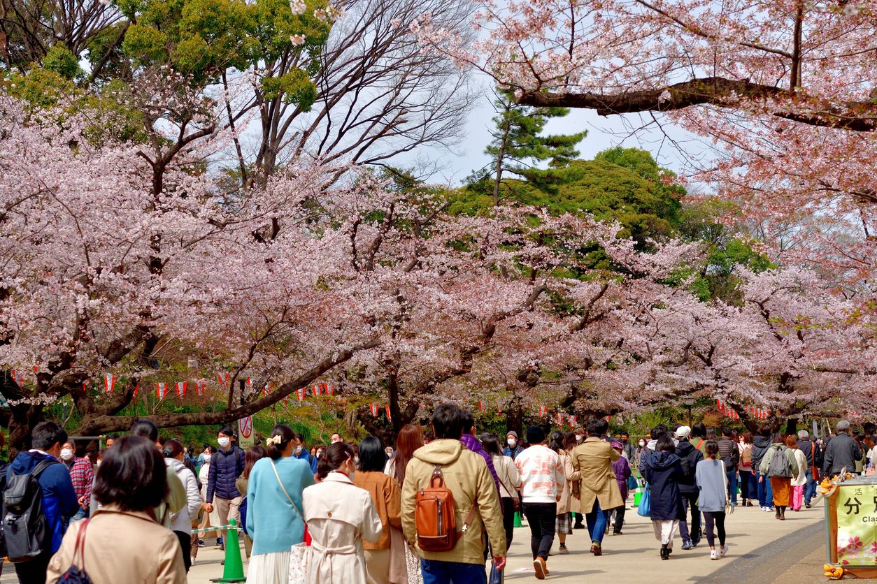 Big Crowd for Hanami (Cherry Blossom Viewing) at Ueno Park, Tokyo