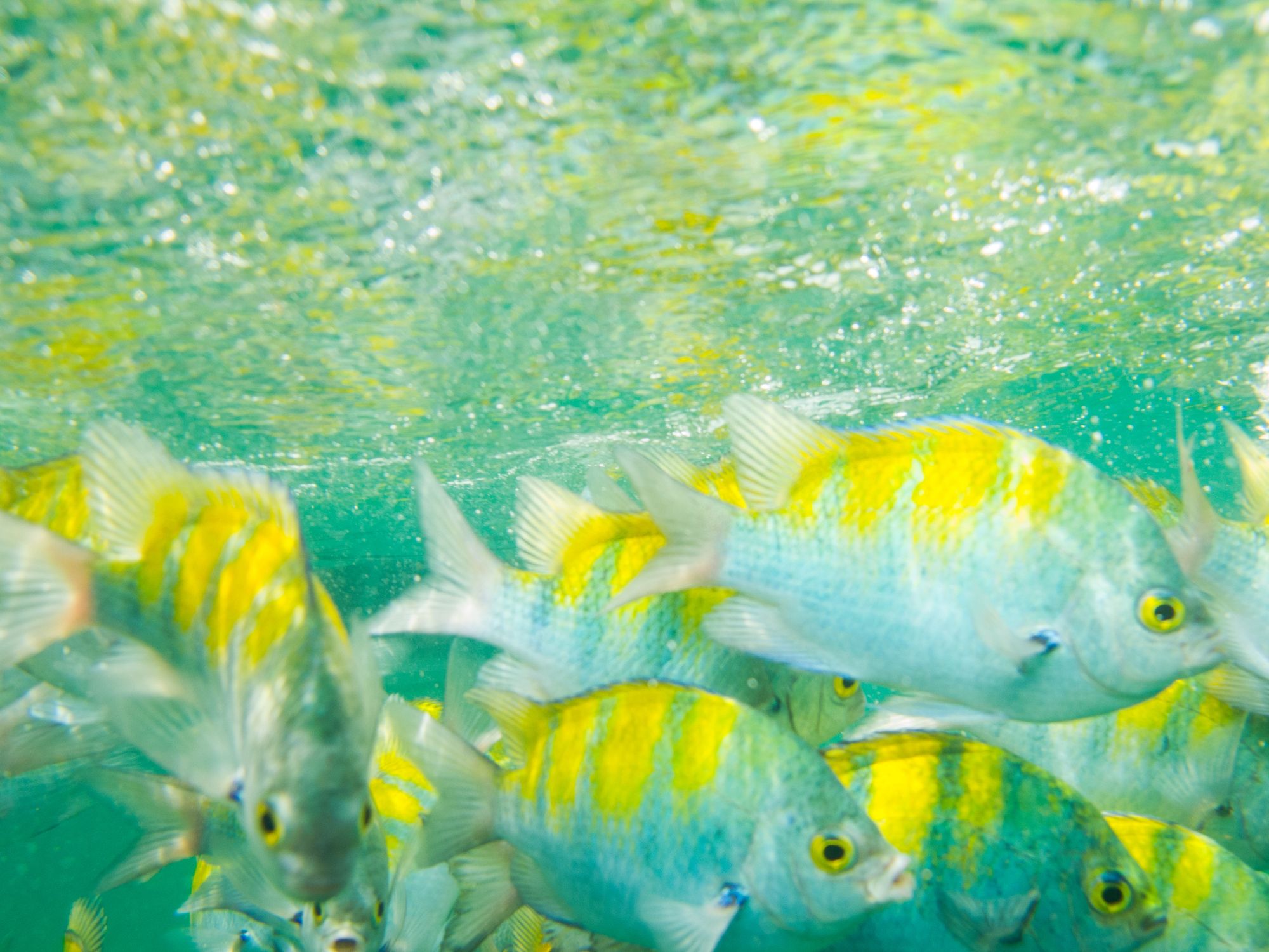 Colorful fish while snorkeling in Costa Rica