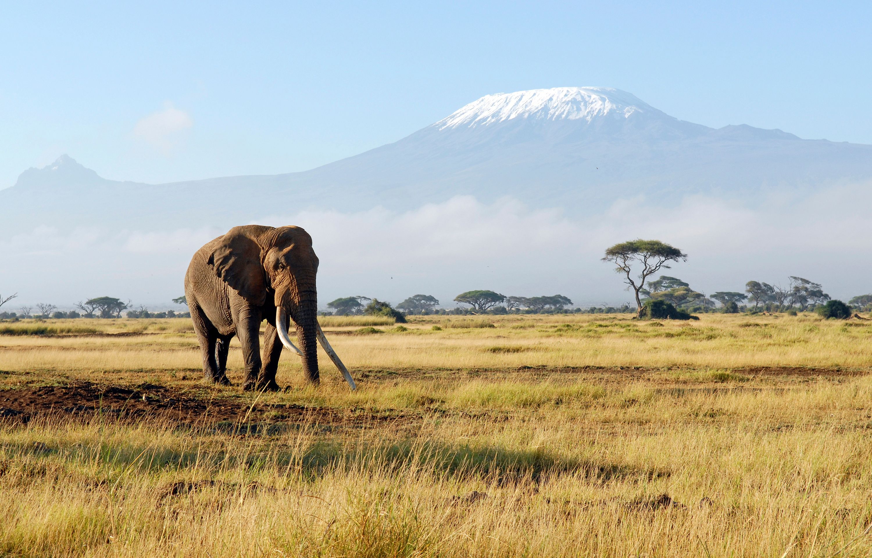 A lone old African Elephant with large ivory tusks, snowcapped Mount Kilimanjaro behind (highest in mountain Africa) Kenya safari vacation
