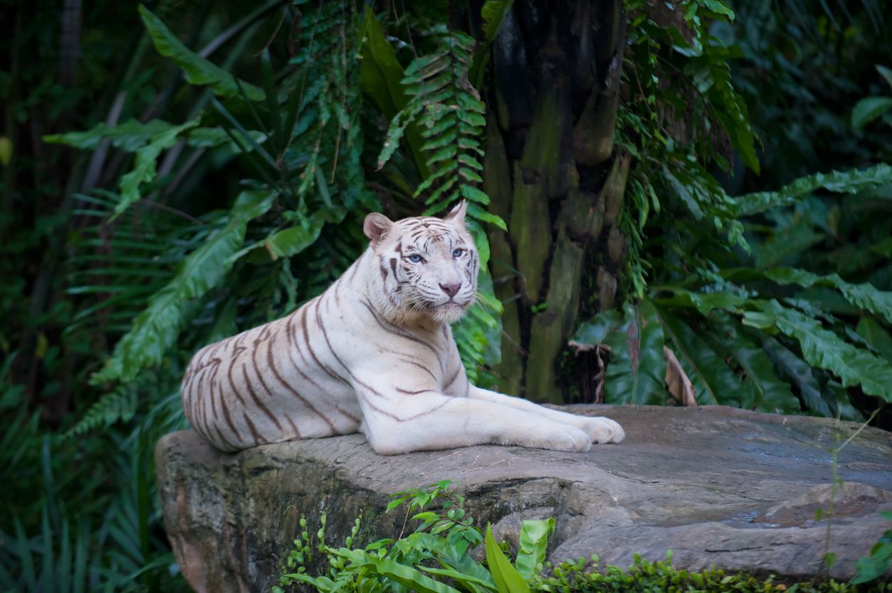 White Tiger at the Singapore Zoo