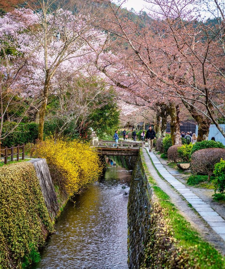  Philosopher's walk in Kyoto - Cherry blossoms season
