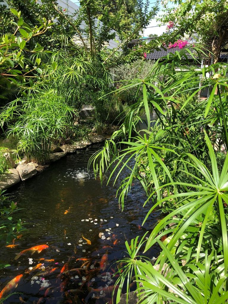 Coi pond at Window Hotel 2 in Kon Tum, Vietnam