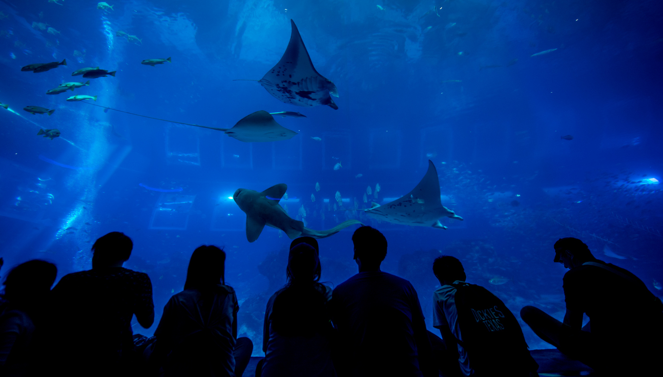 S.E.A. Aquarium, Singapore