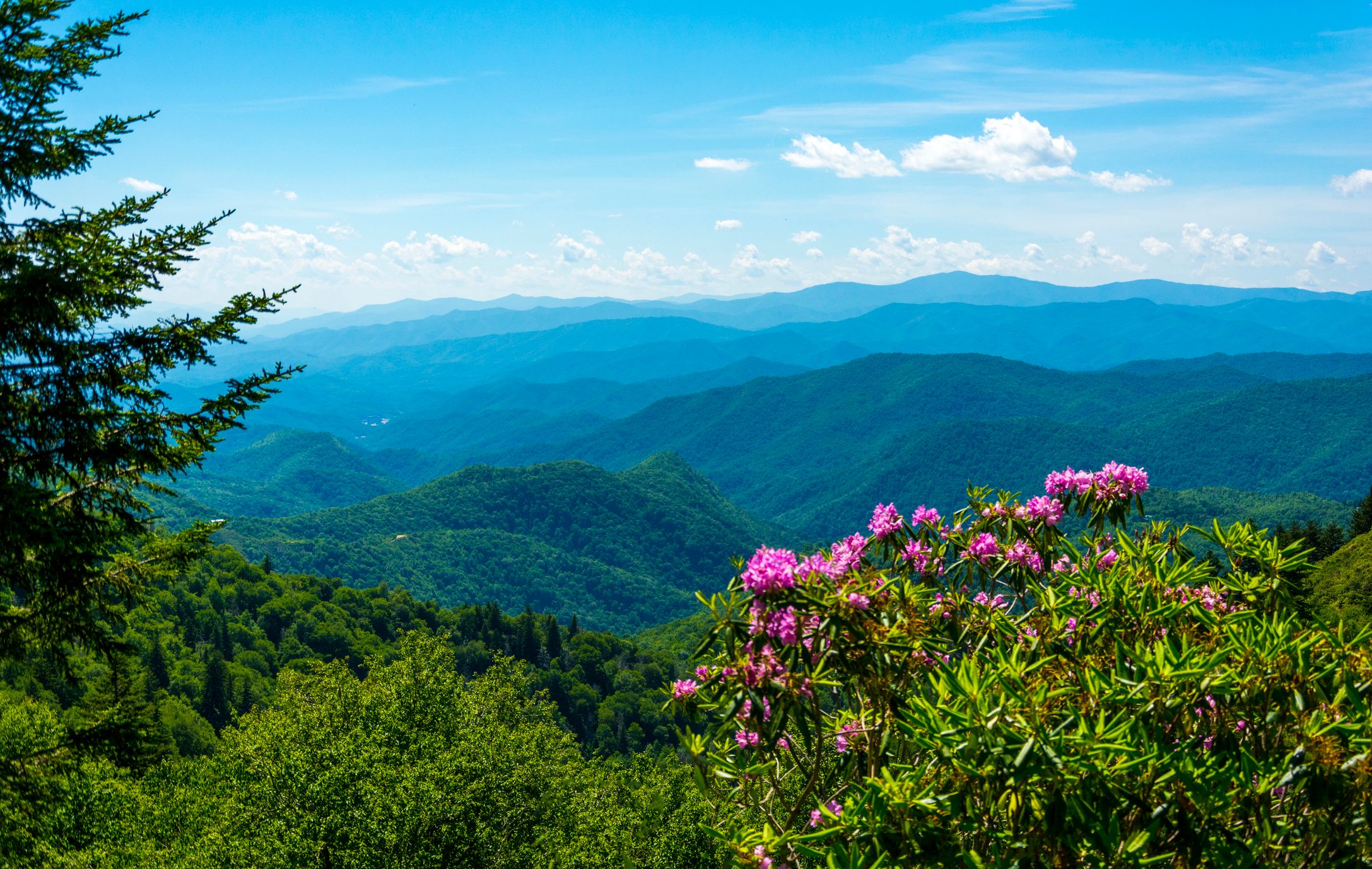 A view with rhododendron and woodland to the Smoky Mountain range in Tennessee, USA