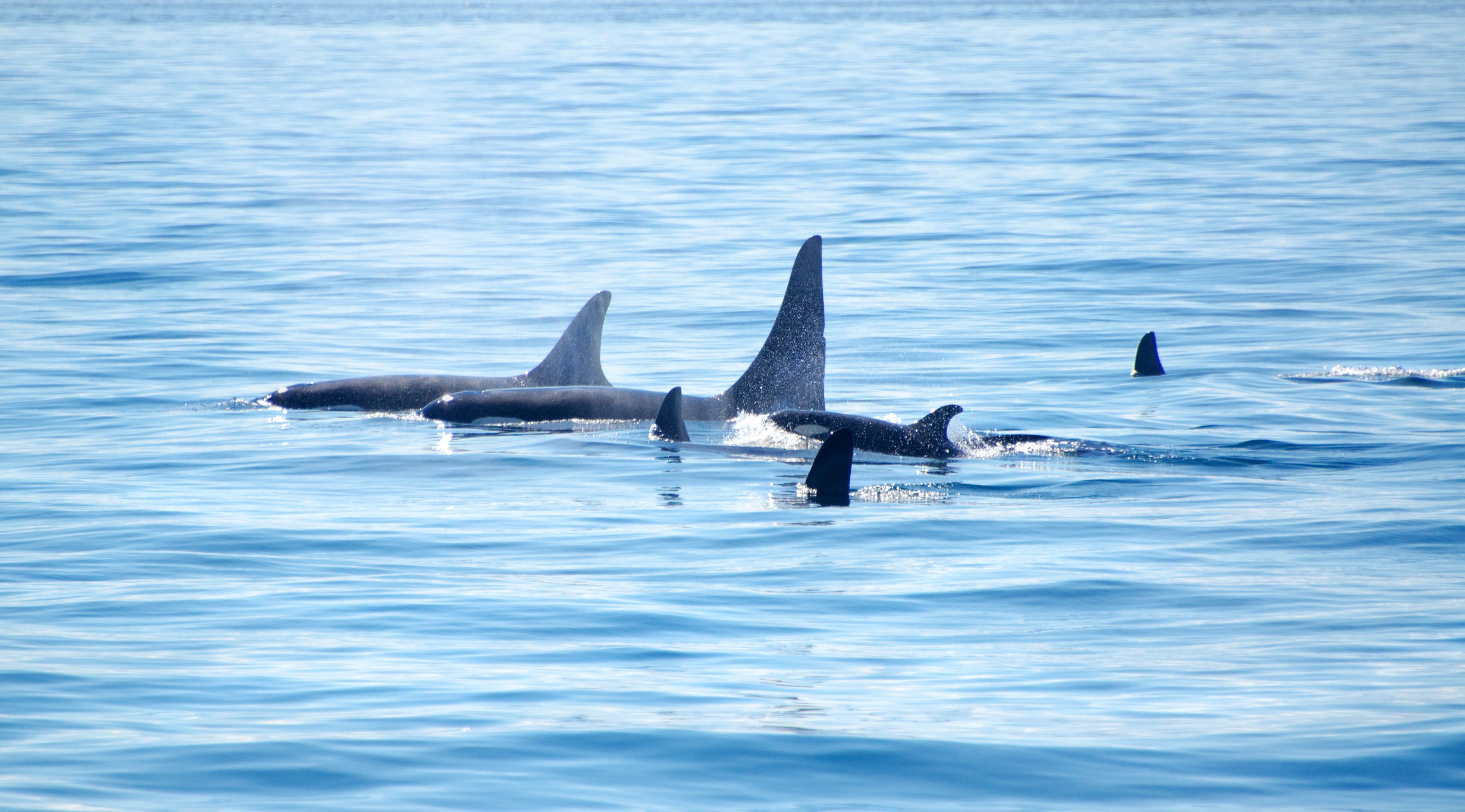 A pod of Killer Whale. Victoria, B.C.