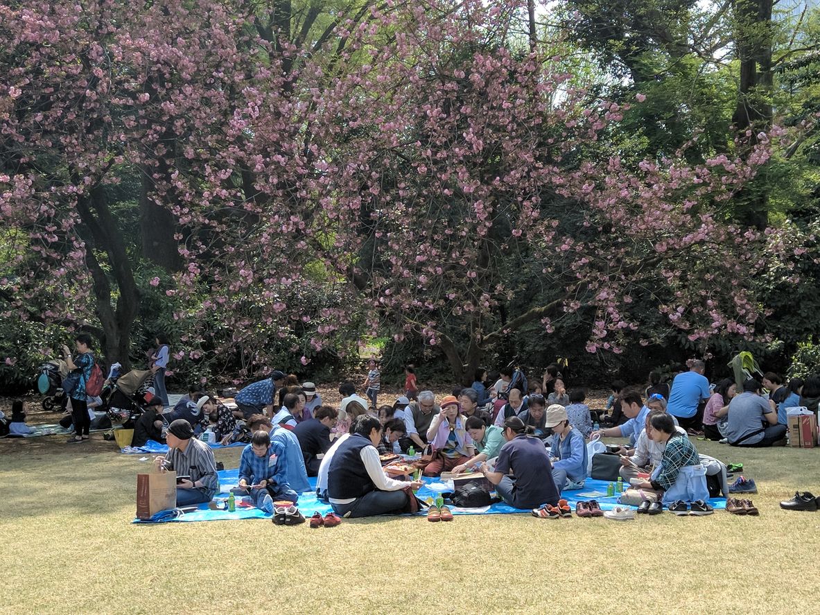 People relaxing in Shinjuku Park under a cherry blossom tree