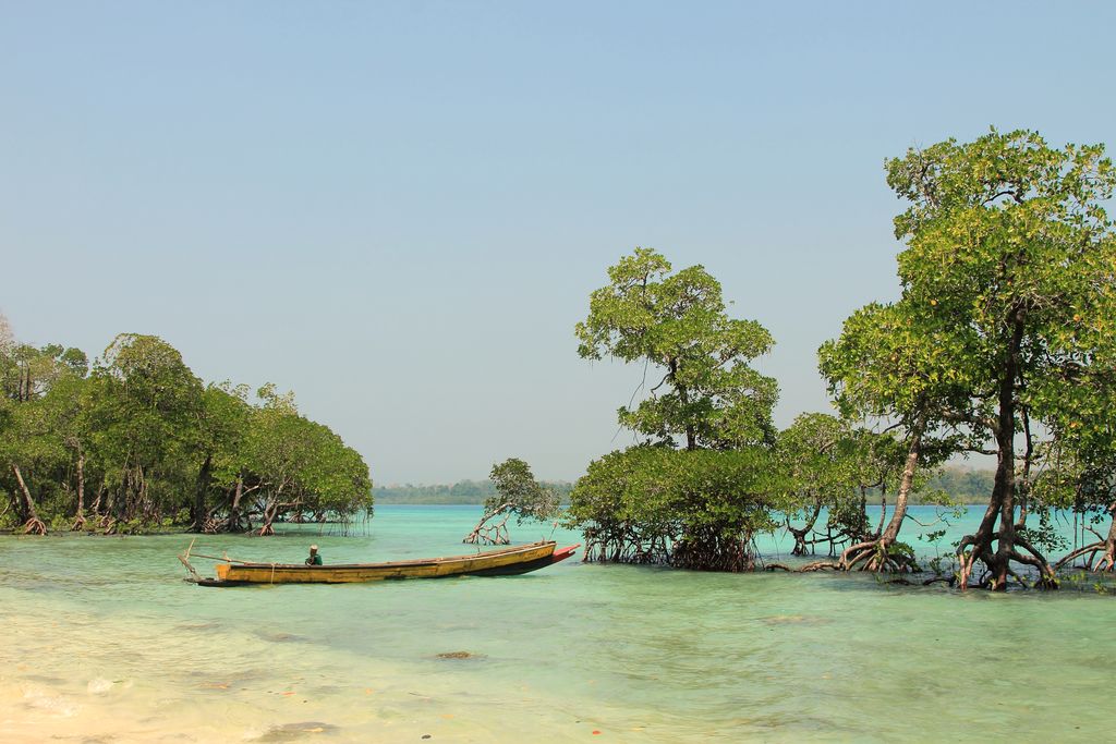 Mangrove trees in Andaman Islands, India.