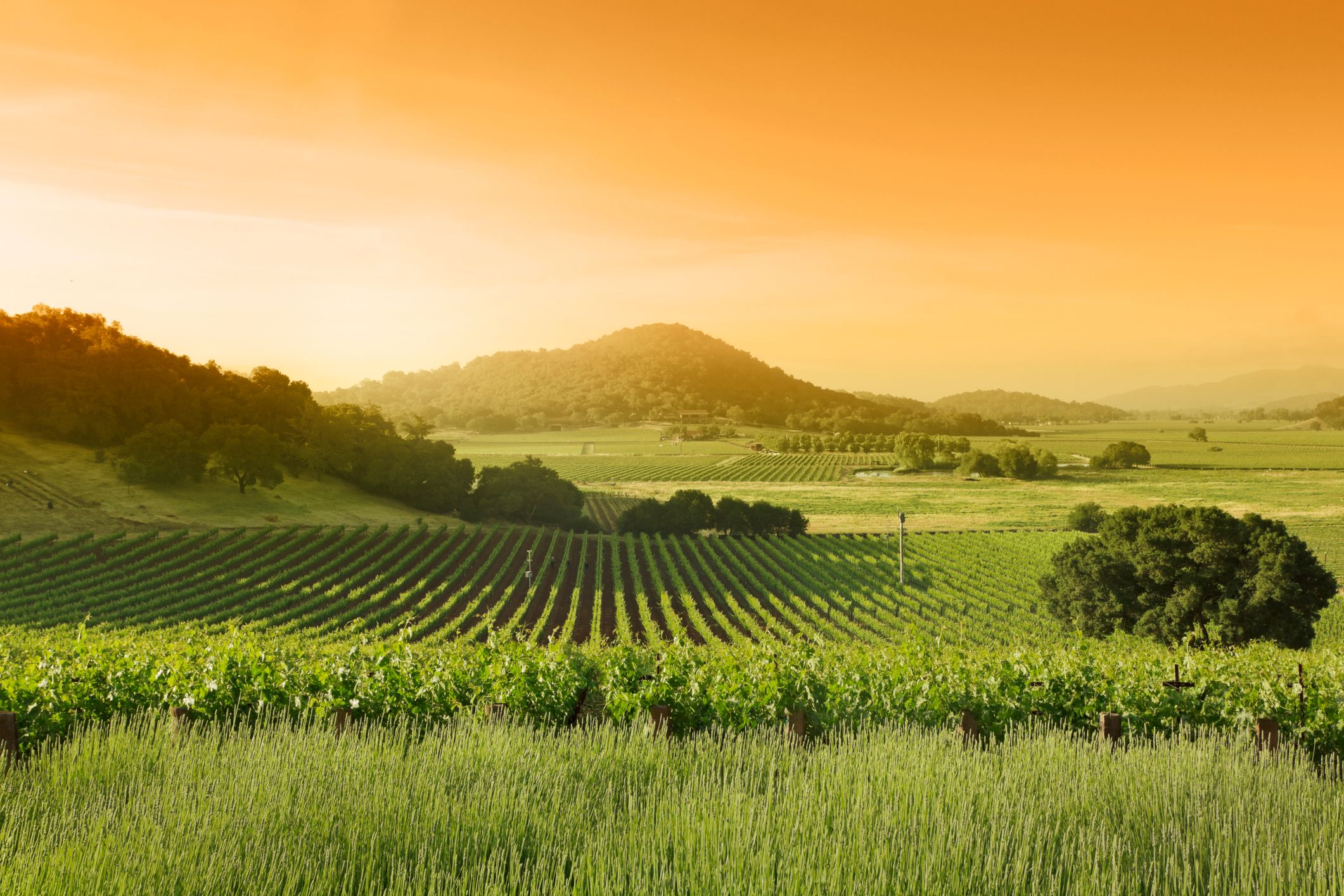 Napa Valley Vineyard landscape
