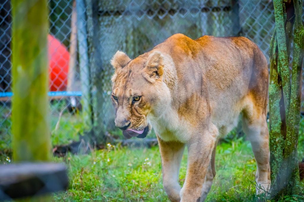  Lioness walking around at the Catty Shack Ranch Wildlife Sanctuary in Jacksonville, Florida, USA.