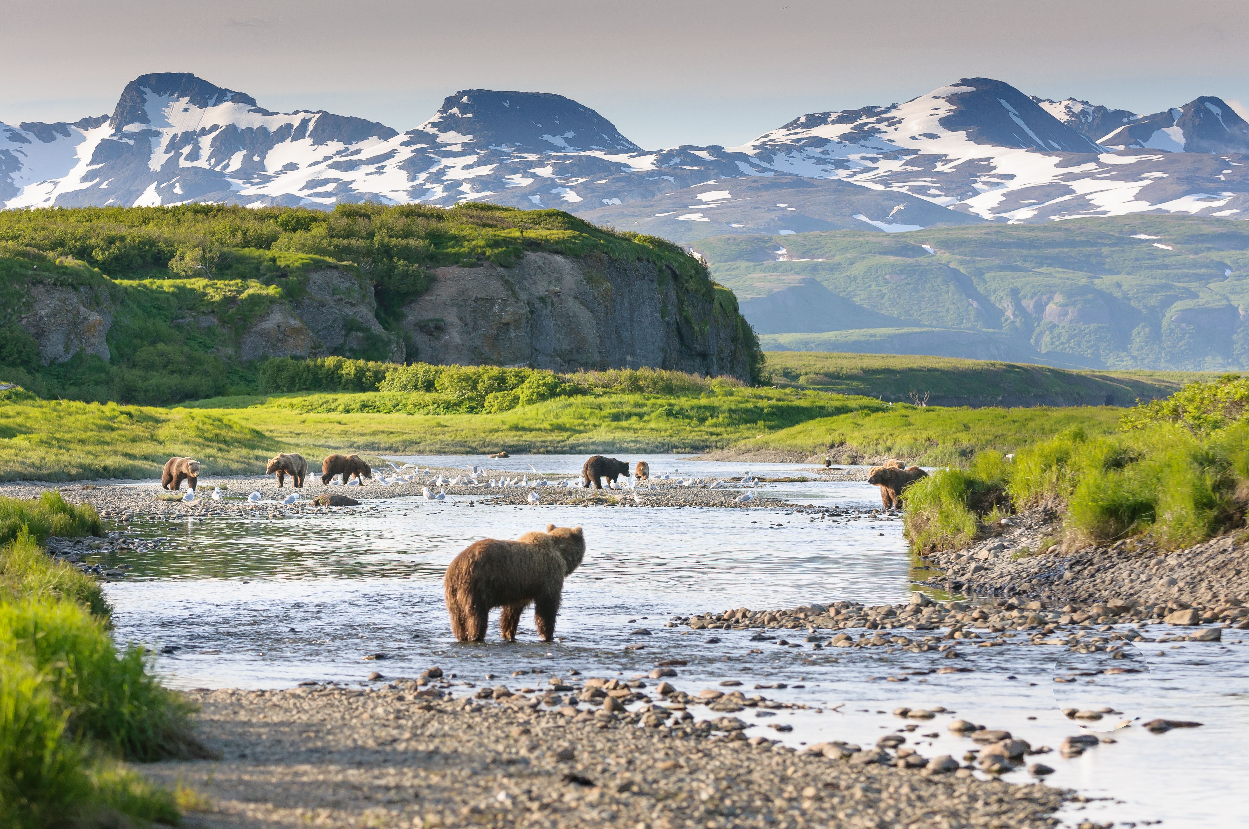 Group of Alaska Brown Bears Fishing Salmon at McNeil River