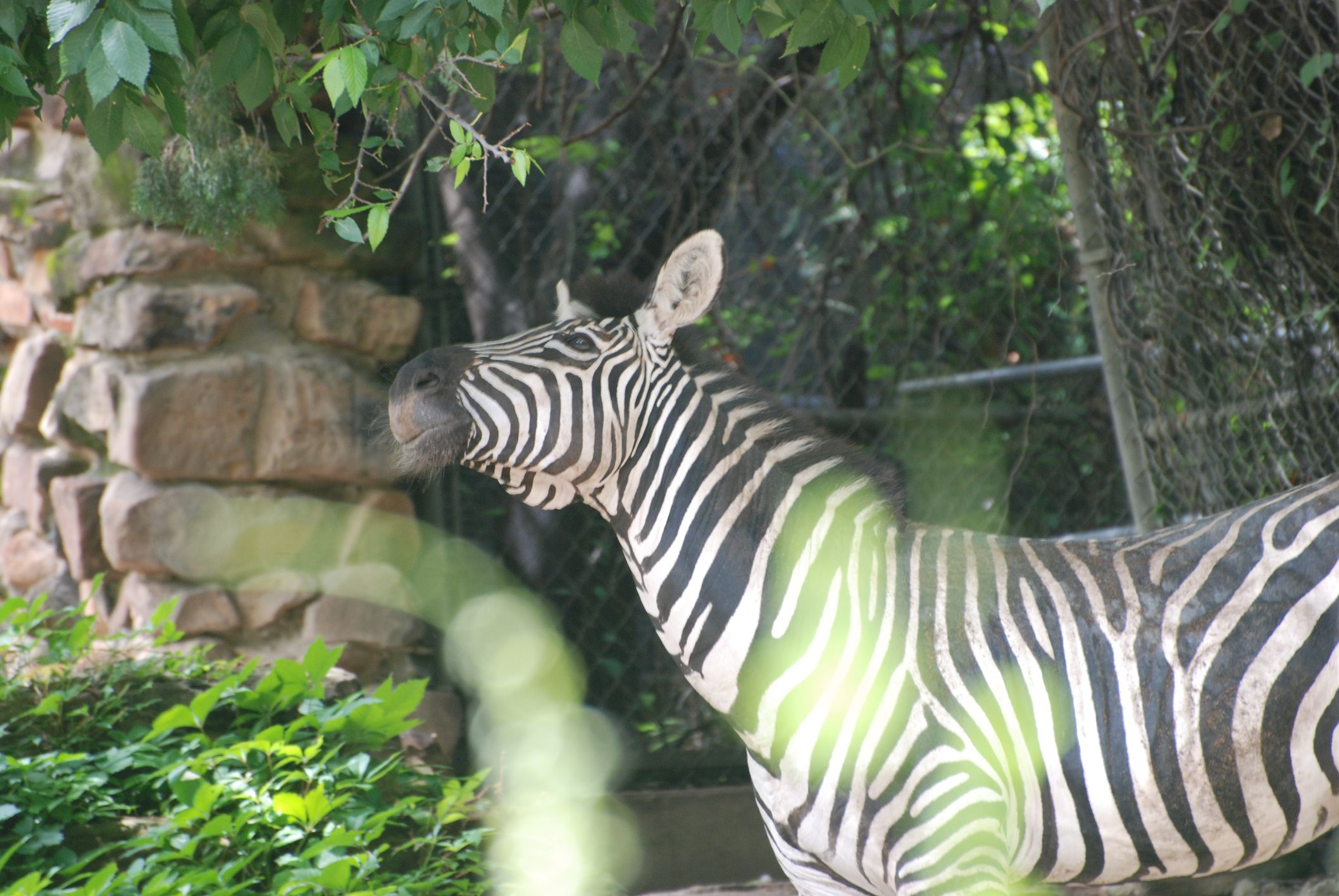 Zebra at the Forth Worth Zoo, Texas