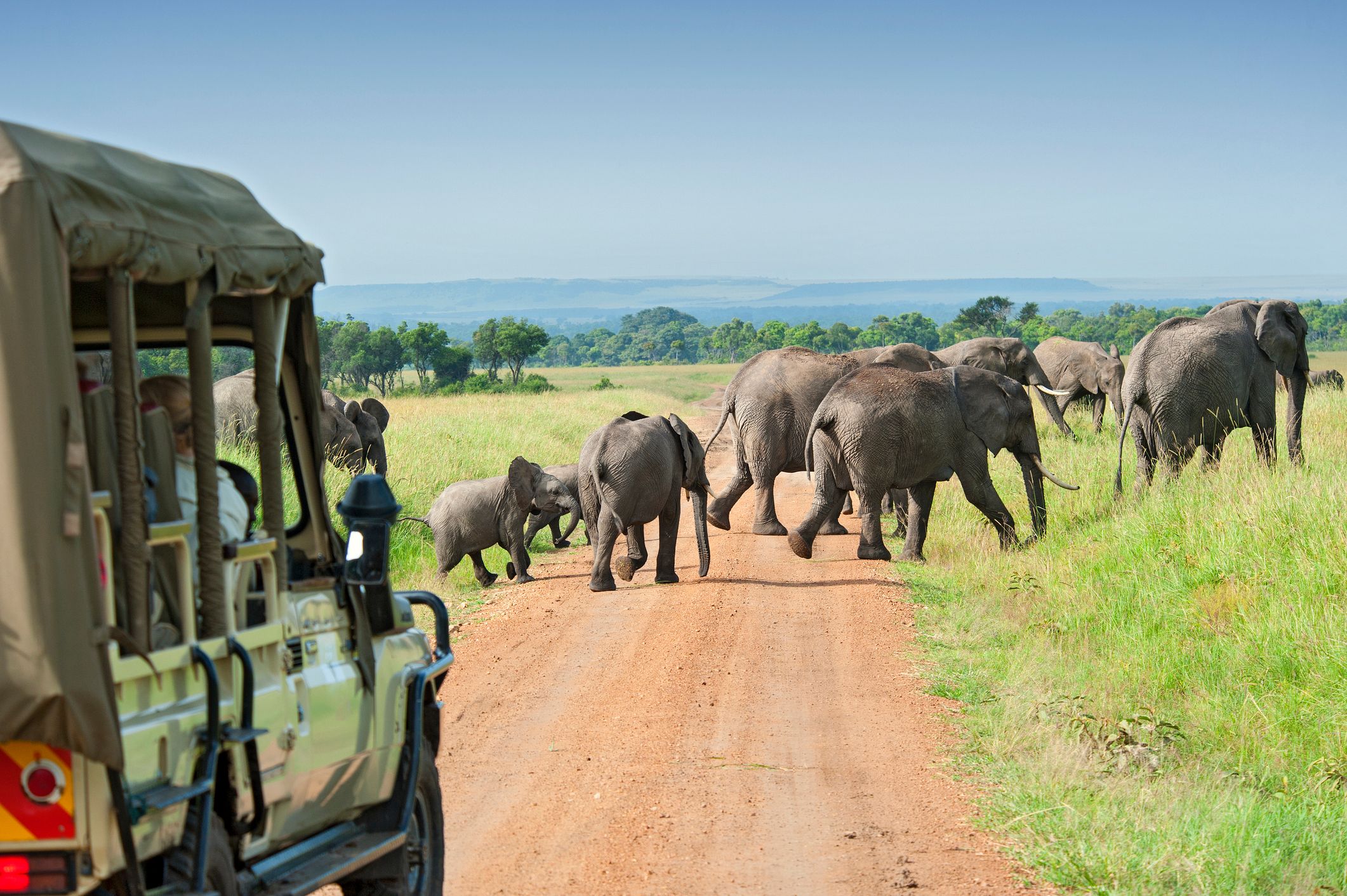 Safari cars are following a large African Elephants in the plains of the Masai Mara