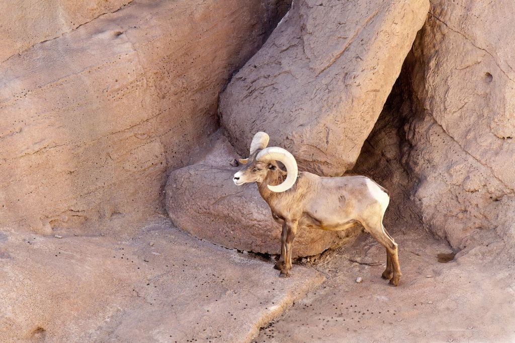 Captive Bighorn sheep at the Arizona-Sonora Desert Museum