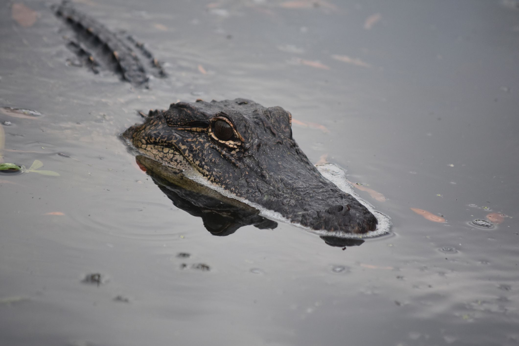 Alligator in the Swamp of Barataria Preserve in Louisiana